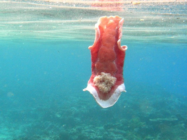 73- Invertebre non identifie 